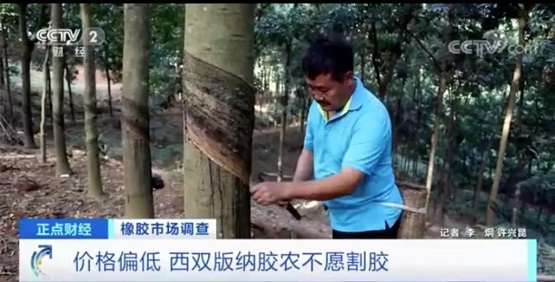 價(jià)格偏低 西雙版納膠農(nóng)不愿割膠 價(jià)格偏低 西雙版納膠農(nóng)不愿割膠