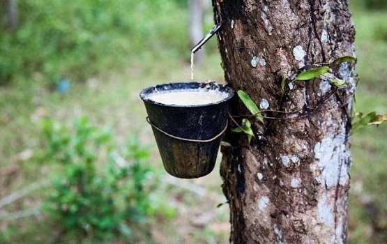 橡膠 橡膠