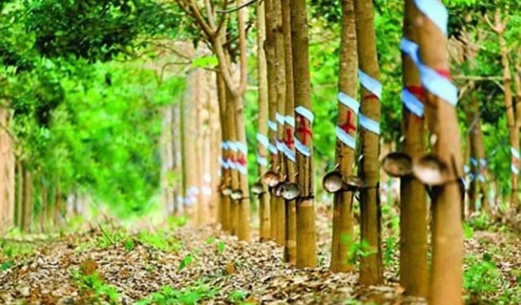 印度2022財年的天膠產(chǎn)量或無法達(dá)到目標(biāo) 印度2022財年的天膠產(chǎn)量或無法達(dá)到目標(biāo)