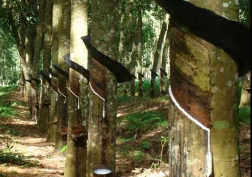 橡膠期貨能否延續(xù)上漲態(tài)勢(shì)？