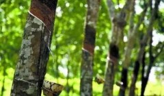 天然橡膠價格將上漲？3月天然橡膠能否擺脫頹勢？