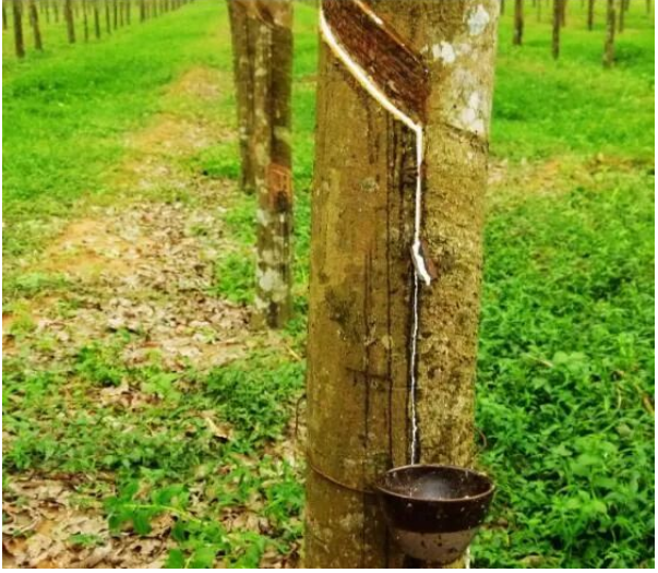 海南橡膠各基地分公司迎戰(zhàn)開割季 海南橡膠各基地分公司迎戰(zhàn)開割季