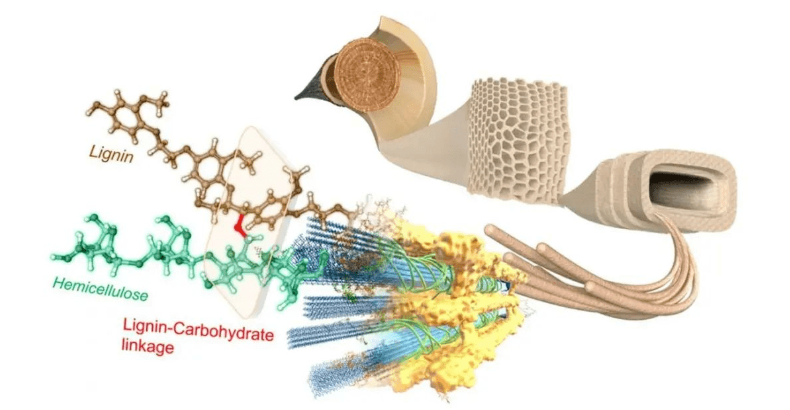 　雙方共同研發(fā)、制備了可用于電動汽車輪胎的纖維素生物基新材料，作為炭黑的可持續(xù)替代品。目前，正在實(shí)施推出含有這種填料的輕量化、低滾阻高性能綠色輪胎。
