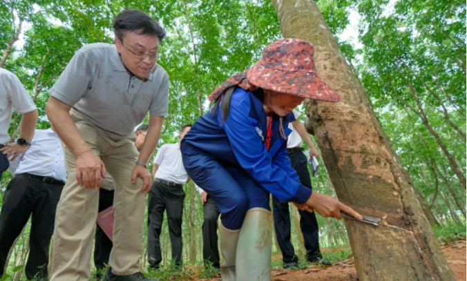 在調(diào)研期間，副省長(zhǎng)顧剛也參加了此次活動(dòng)。整個(gè)調(diào)研活動(dòng)著重探討了海南農(nóng)墾改革和農(nóng)墾高質(zhì)量發(fā)展的問(wèn)題，為推動(dòng)海南天然橡膠產(chǎn)業(yè)的發(fā)展提供了重要的指導(dǎo)和決策參考。