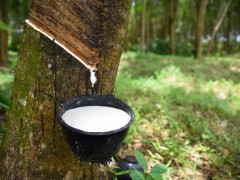 投資500萬令吉 邦宜島橡膠產(chǎn)業(yè)蓄勢待發(fā)